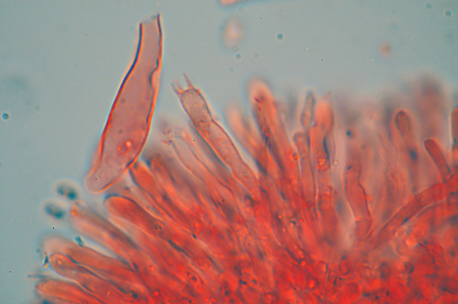 Phlebia rufa